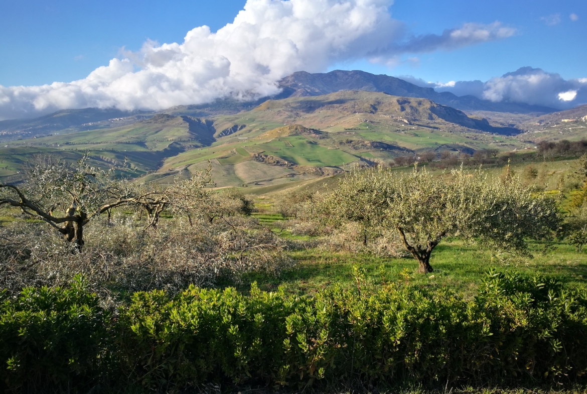 Oliveto