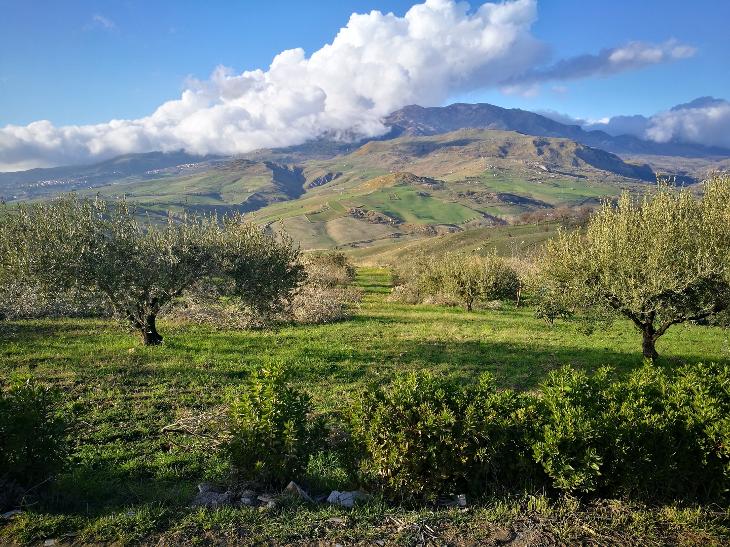 sdr Oliveto